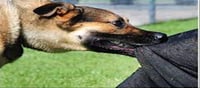 Dog Bite: How to stop dogs from chasing?